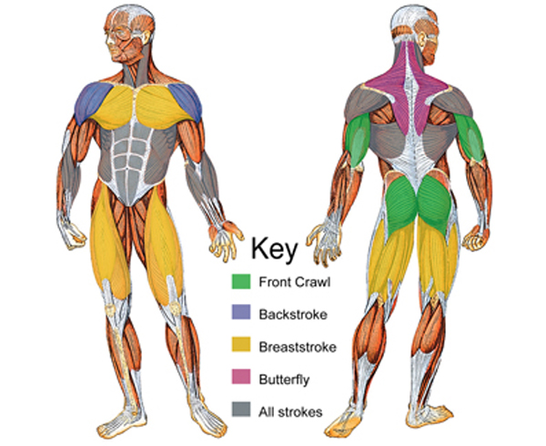 Muscle that will exercised when swimming